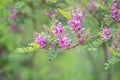 True indigo Indigofera tinctoria, flowering branch Royalty Free Stock Photo